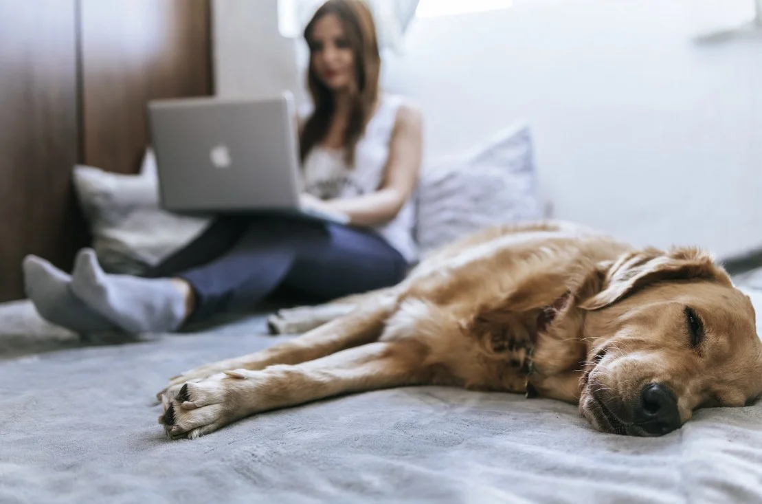 smart furniture bed